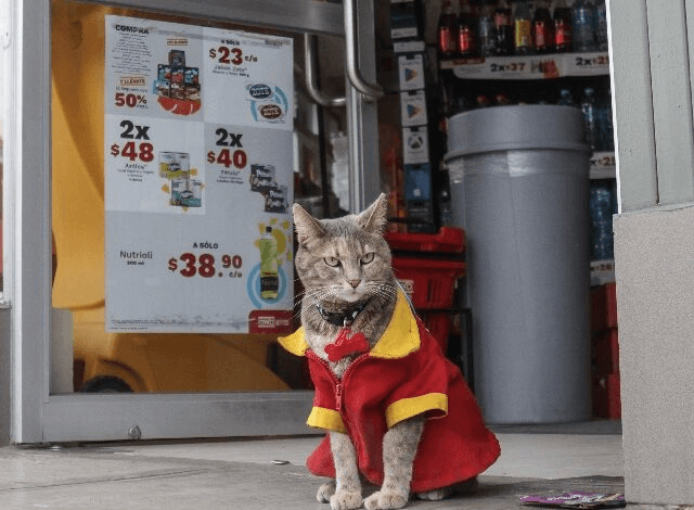 Conoce a Minina, la gatita del Oxxo que enamoró a Puebla