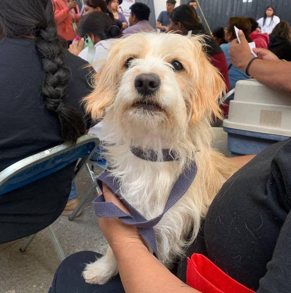 Gobierno de Pepe Chedraui promueve Jornadas Gratuitas de Bienestar Animal en septiembre