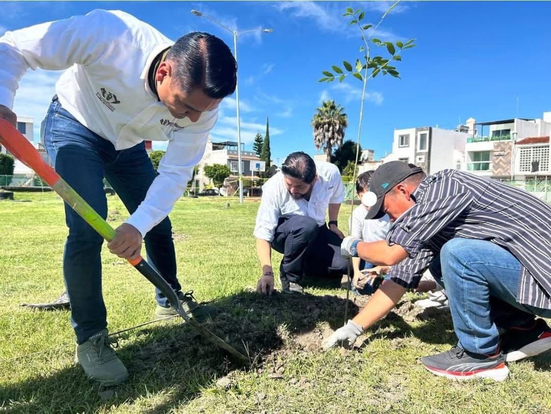 Continúa Gobierno de la Ciudad reforestando colonias de la capital con 590 árboles