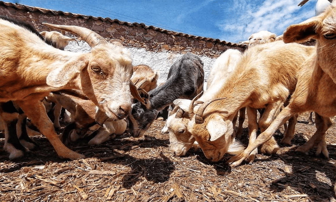 Precio del Mole de caderas podría subir en Tehuacán por escasez de ganado