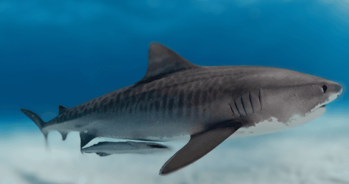 Mata tiburón a un surfista en una playa de Australia