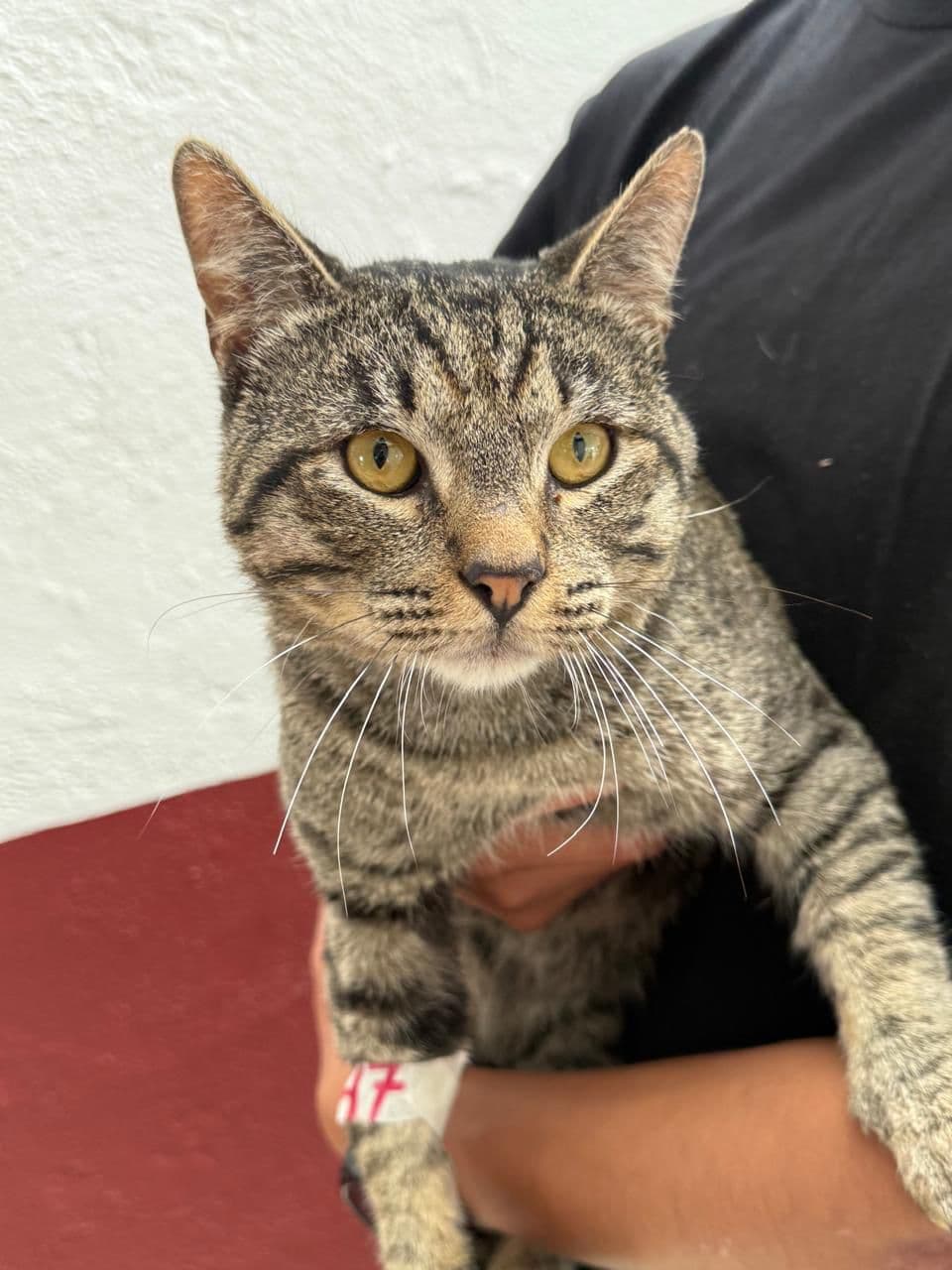 Impulsa Gobierno de la Ciudad el bienestar animal en colonias de Puebla