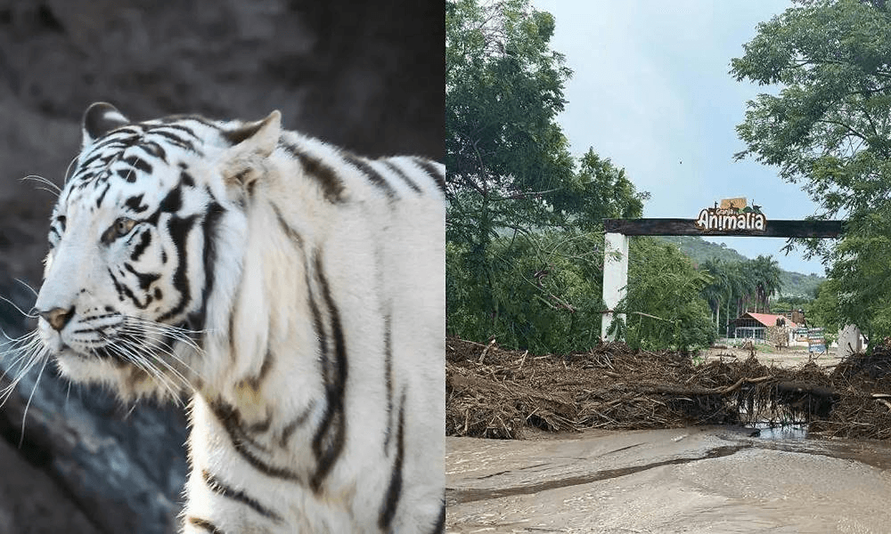 Encuentran muerto al tigre que escapó por las lluvias en Xicotepec