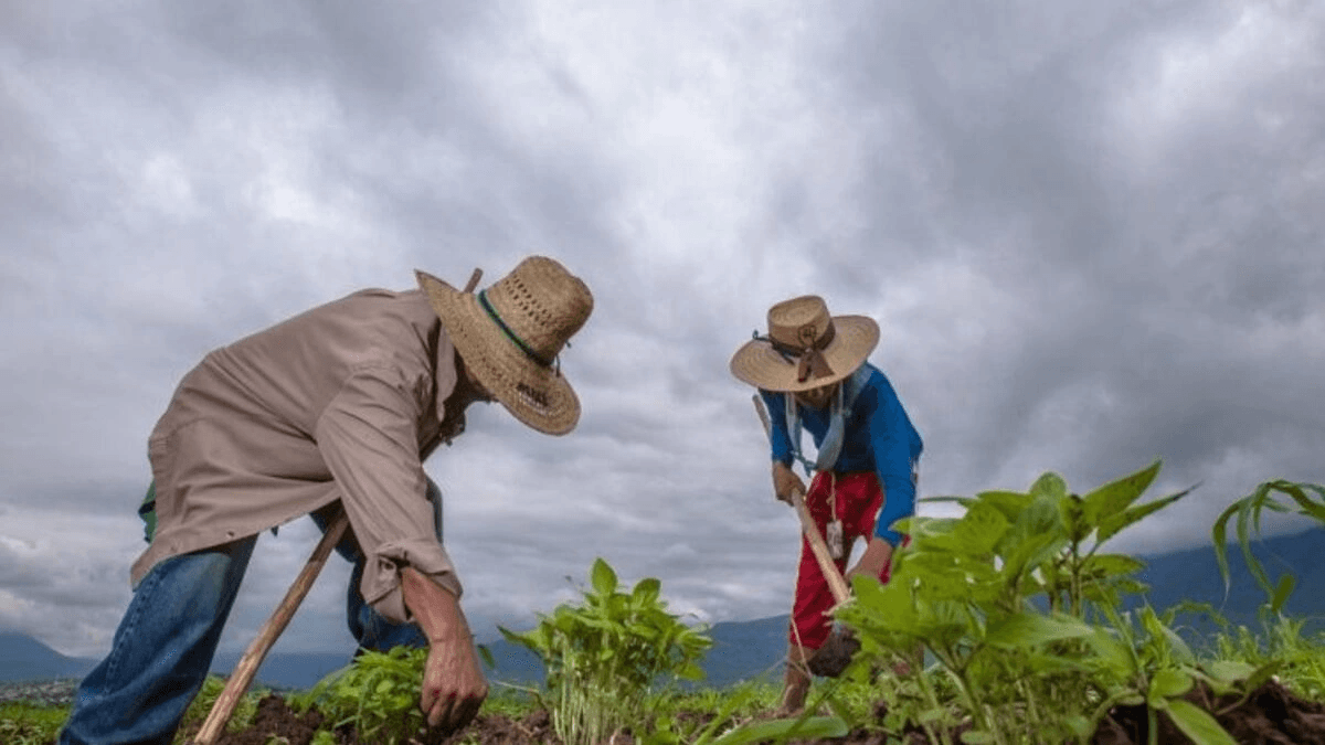 Actividad industrial en Puebla: aumenta la agricultura y cría de animales