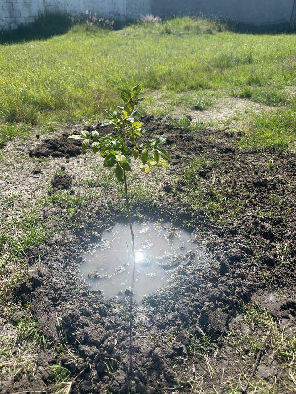 Fortalece Gobierno de la Ciudad acciones de reforestación con 2 mil 600 árboles gracias a Raíces del Futuro en el mes de octubre