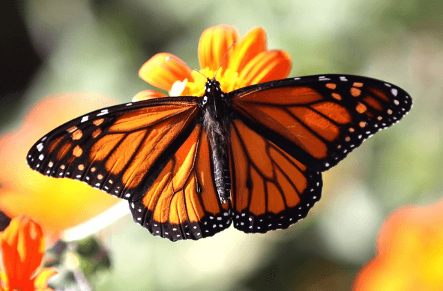 Bienvenidas a casa: Primeras mariposas monarcas con nanotransmisores llegan a México