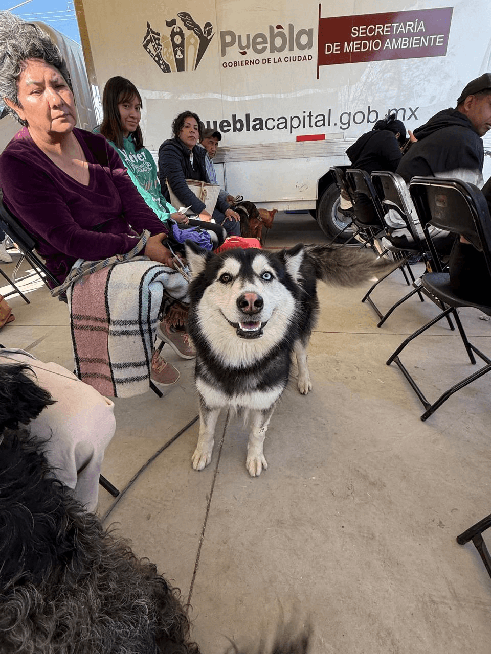 Avanza Gobierno de la Ciudad en materia de bienestar animal