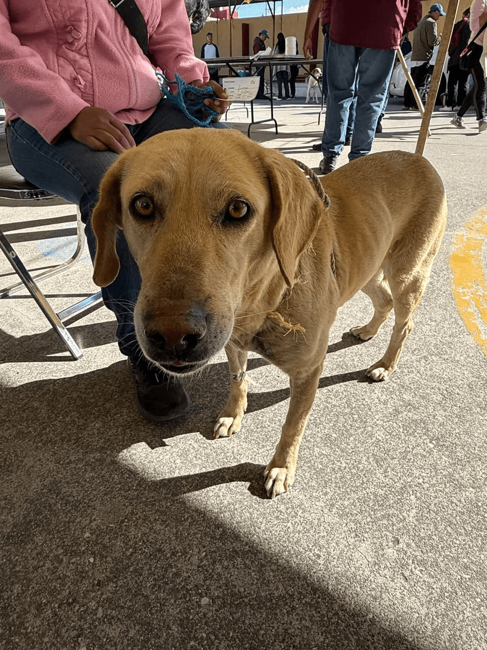 Impulsa Gobierno de la Ciudad jornadas de bienestar animal en más colonias del municipio