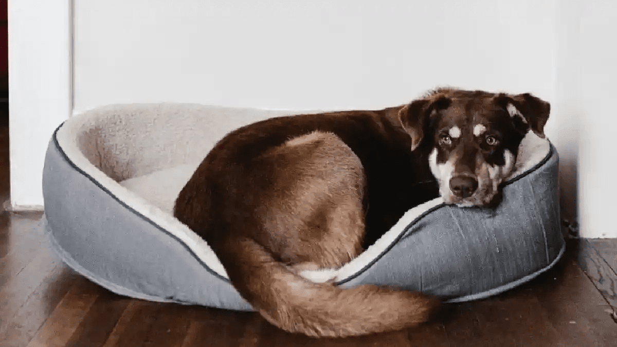 BUAP llama a atender síntomas de estrés en los perros