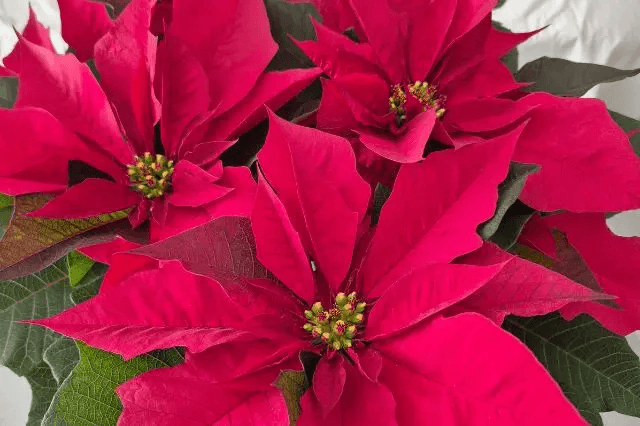 Venta de nochebuena en Atlixco ya superó el millón de ejemplares