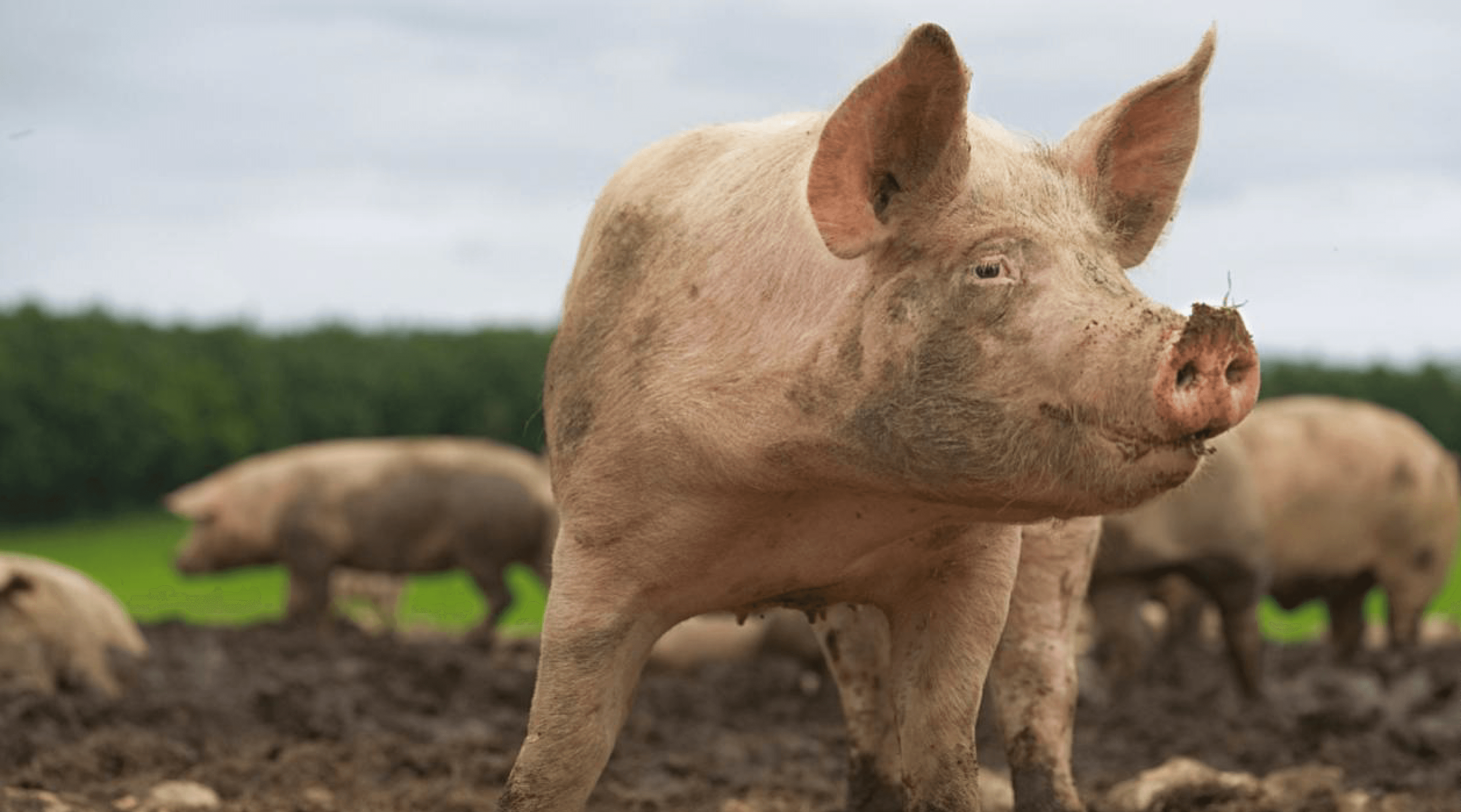 Carne de res y cerdo suben de precio en Tehuacán por fin de año