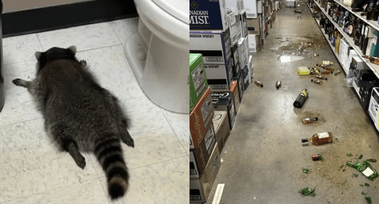 Mapache borracho causa caos en licorería de Virginia y termina desmayado en el baño