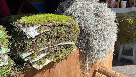 Musgo en nacimientos navideños, delito federal y daño al ambiente