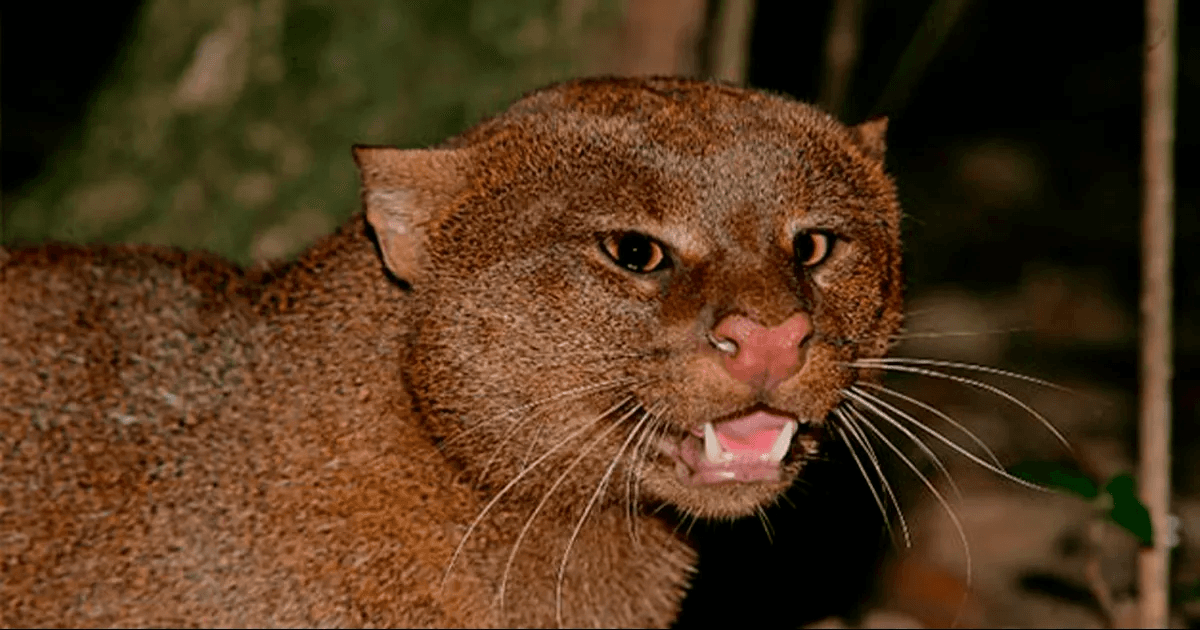 Captan ejemplar de gato moro en la Sierra Nororiental