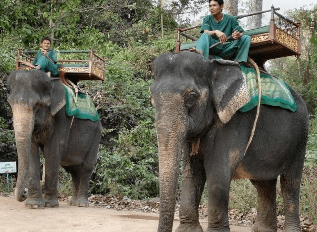 Indonesia prohíbe paseos en elefantes