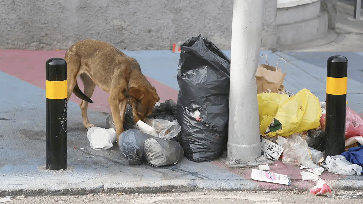 Texmelucan buscará sancionar a quienes tiren basura fuera de horario
