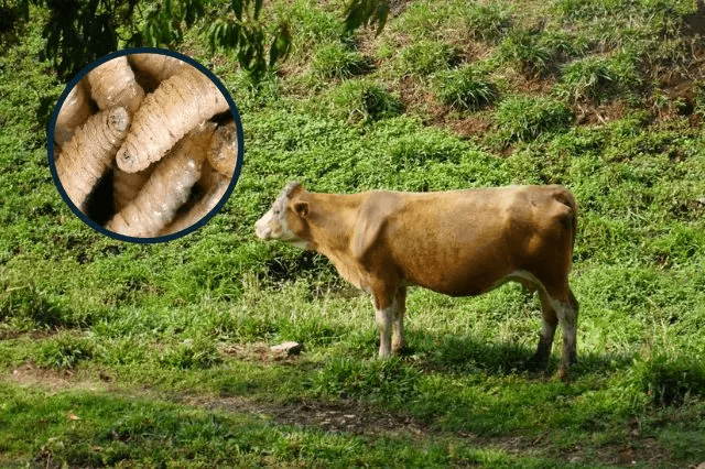 Confirman dos nuevos casos de gusano barrenador en La Unión Zihuateutla