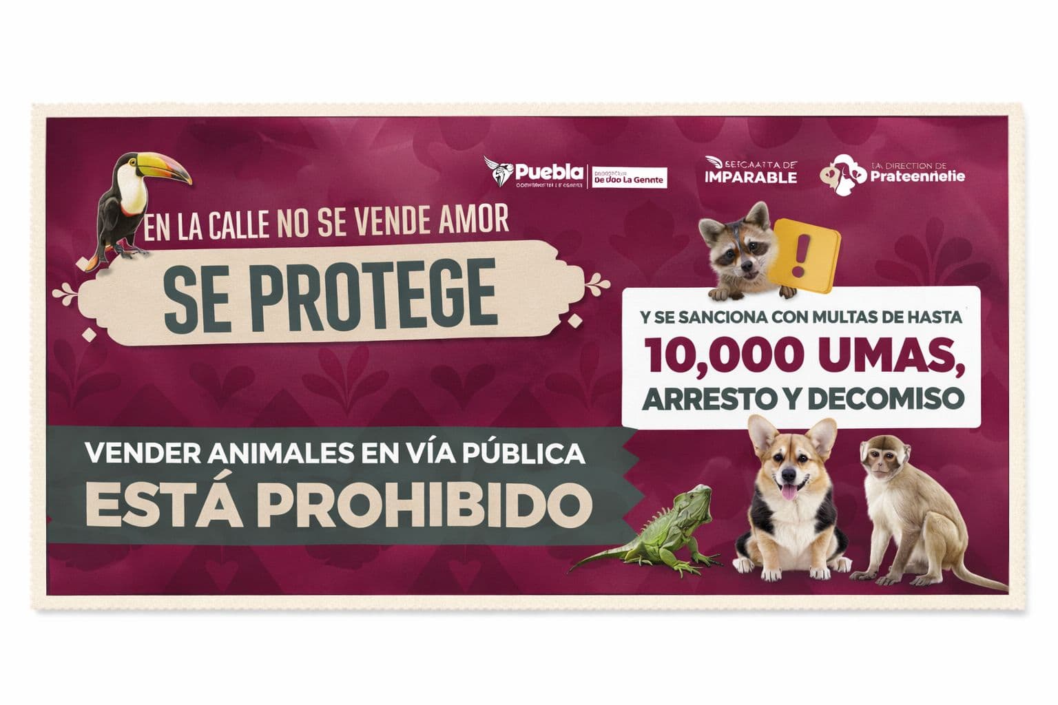 Se refuerzan acciones para regular la venta de animales en vía pública por instrucciones de Pepe Chedraui