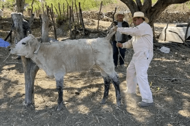 Autoridades confirman caso de gusano barrenador en ganado de Jolalpan