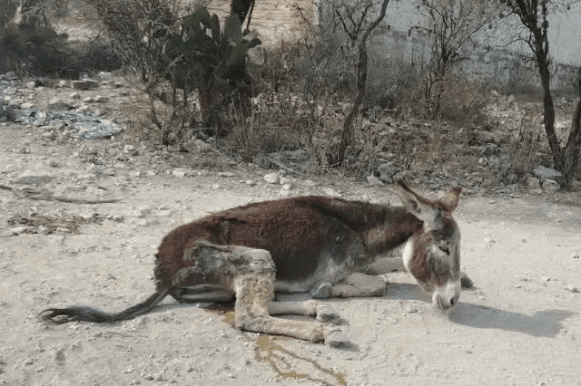 Rescatan a burrito en Coapan; más de una semana estuvo abandonado